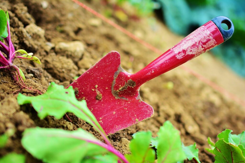 Eine rote Gartenschaufel steckt in der Erde zwischen kleinen Pflänzchen. 