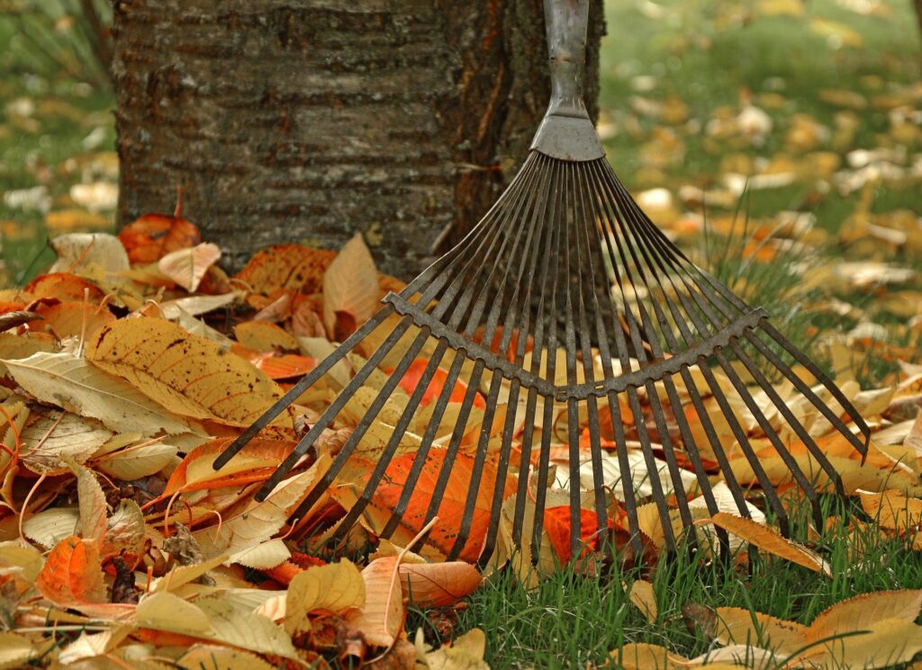 Bild zeigt das untere Ende eines Baumstamms mit bunten Blättern und einem Metall-Rechen. 