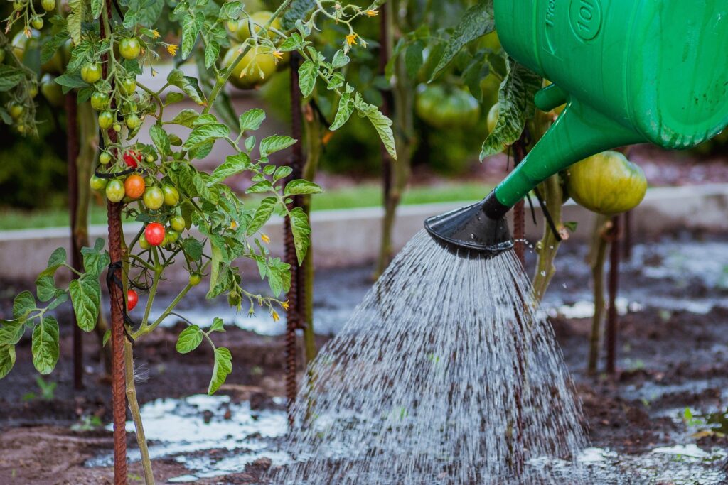 Gießkanne, die Tomatenpflanzen gießt