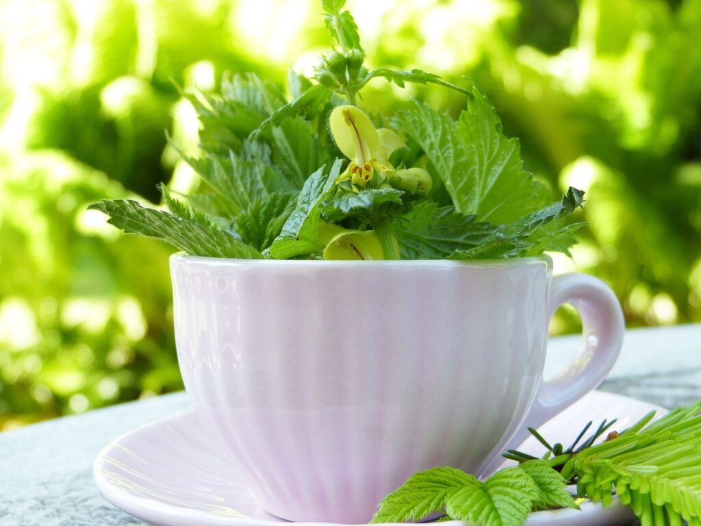 Bild zeigt eine weiße Teetasse, die mit frischen, grünen Brennnessel-Blättern gefüllt ist. 