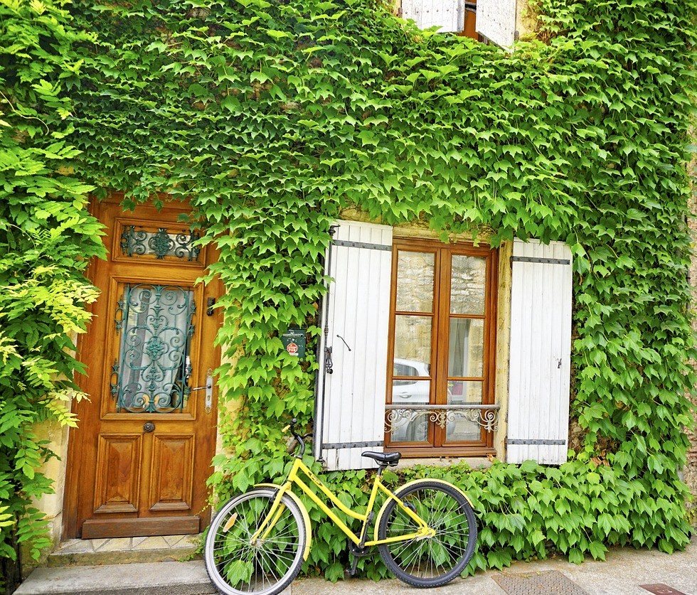 das Bild zeigt eine Hauswand mit Holzfenster und einer hölzerner Haustür. Die Wand selbst ist komplett mit wildem Wein begrünt. Vor der Wand steht ein gelbes Fahrrad. 