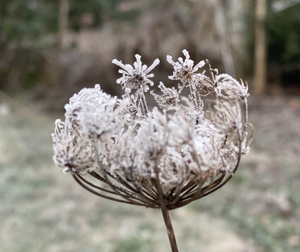 Das Bild zeigt die vertrockneten Blütenstand einer Wilden Möhre. Die Dolde ist von Reif überzogen. 